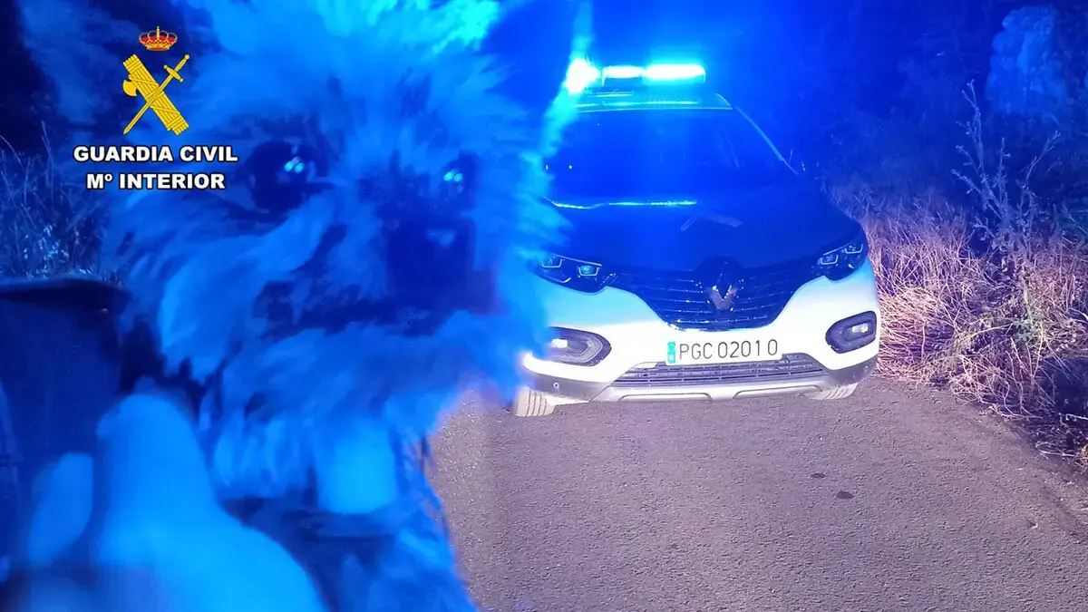 Lucas, the Two-Kilo Yorkshire Who Saved His Owner in Zaragoza, Receives Award for His Heroism