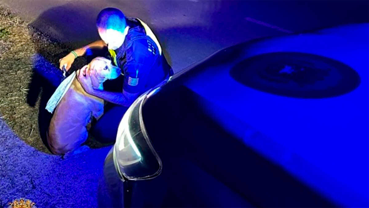 Lost Dog Found in Huesca and Microchip Keeps It Out of Shelter