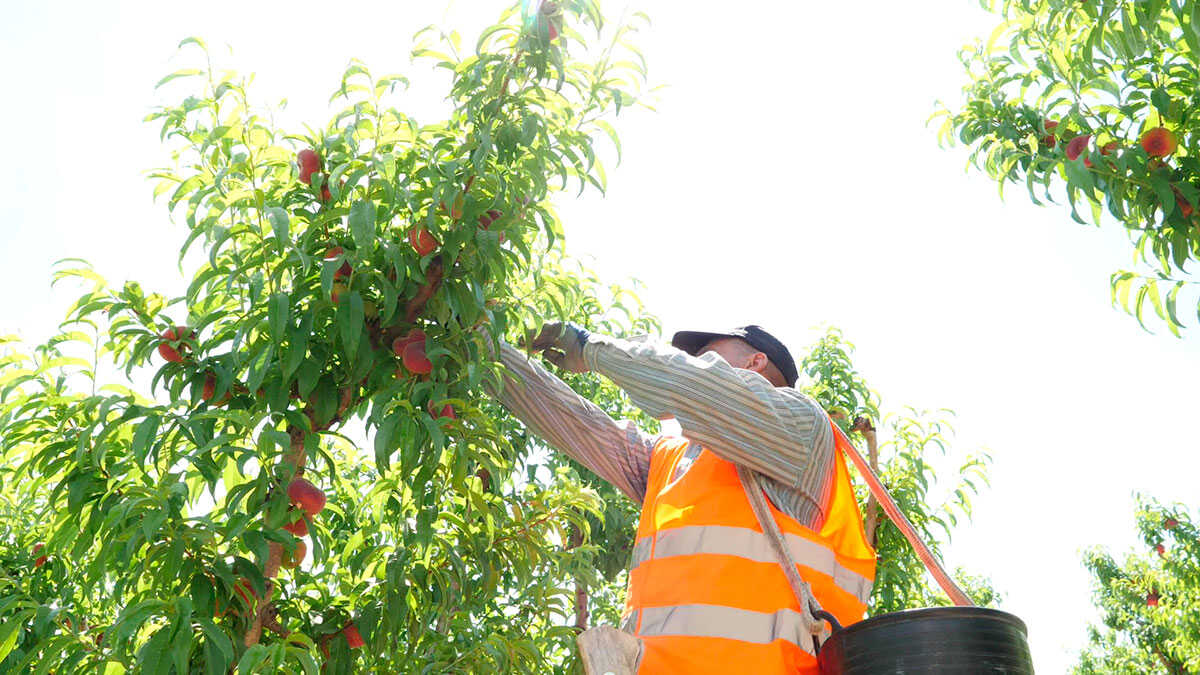 Aragon Drives Stone Fruit Campaign to 11 Million Social Media Views