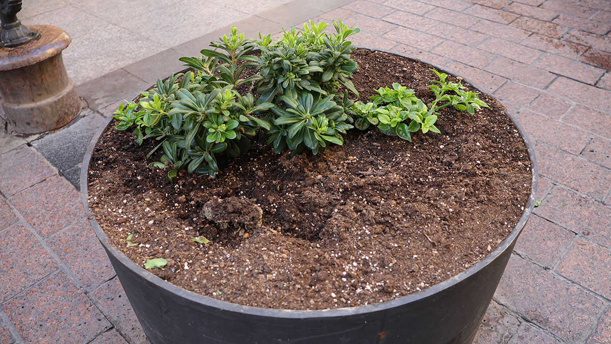 Vandalism on Zaragoza’s Alfonso I Street: Plants Removed from Several Planters
