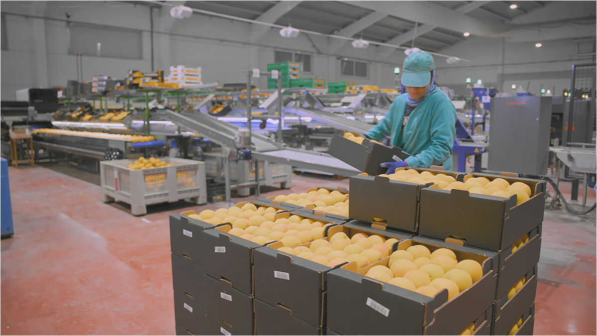 "Saboreando ando" brings Calanda peaches to the table: these are the two participating towns