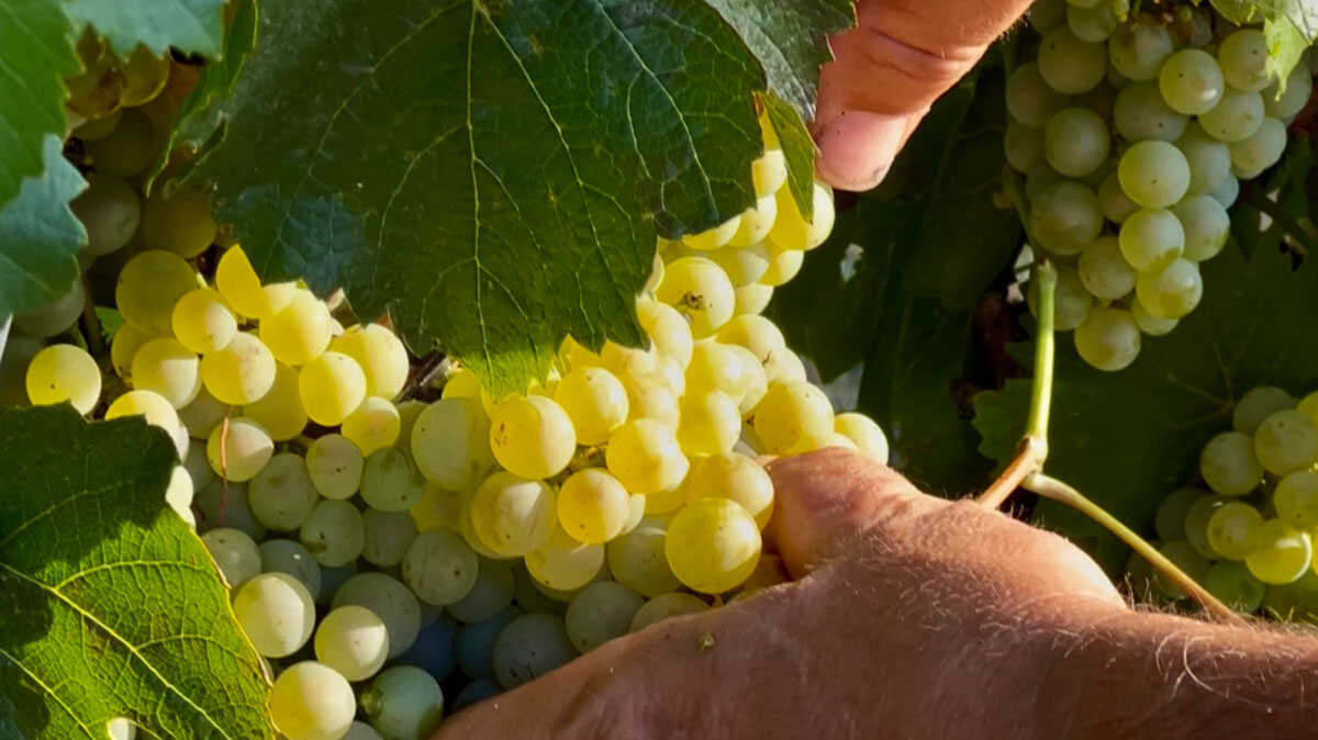 Somontano surpasses 17 million kilos of grapes and ends its earliest harvest