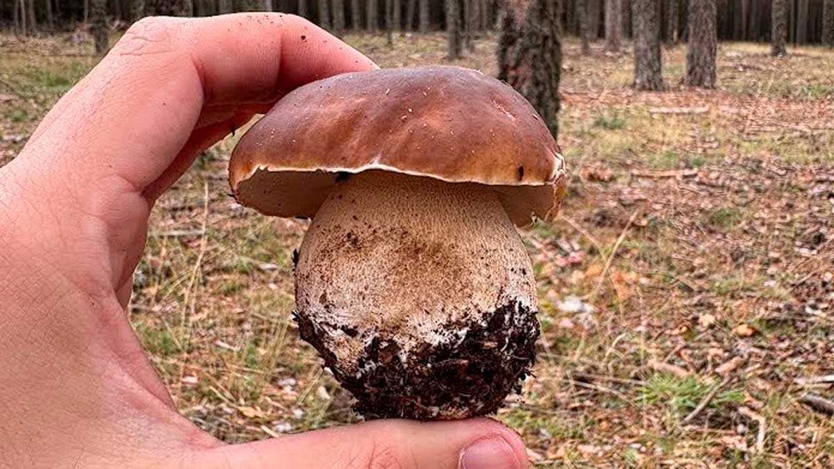 Aragon Mushroom Season 2026: Permits, Collection Limits and Where to Find Them