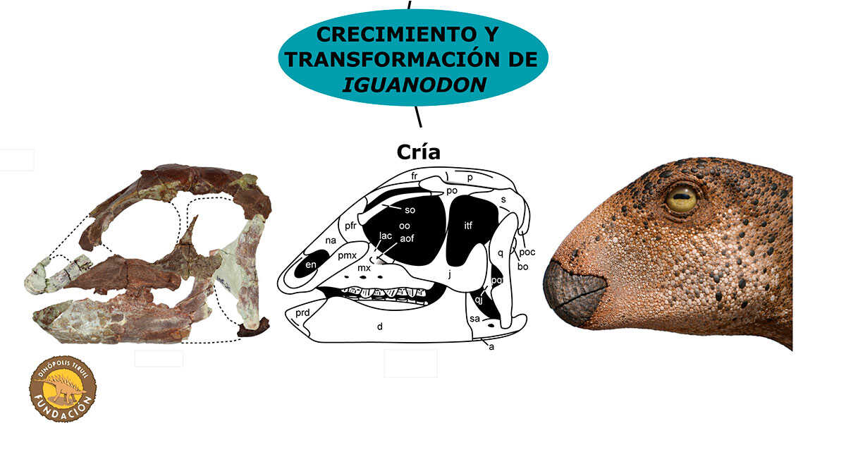 From Hatchling to Adult: Teruel Fossils Reveal the Iguanodon Skull