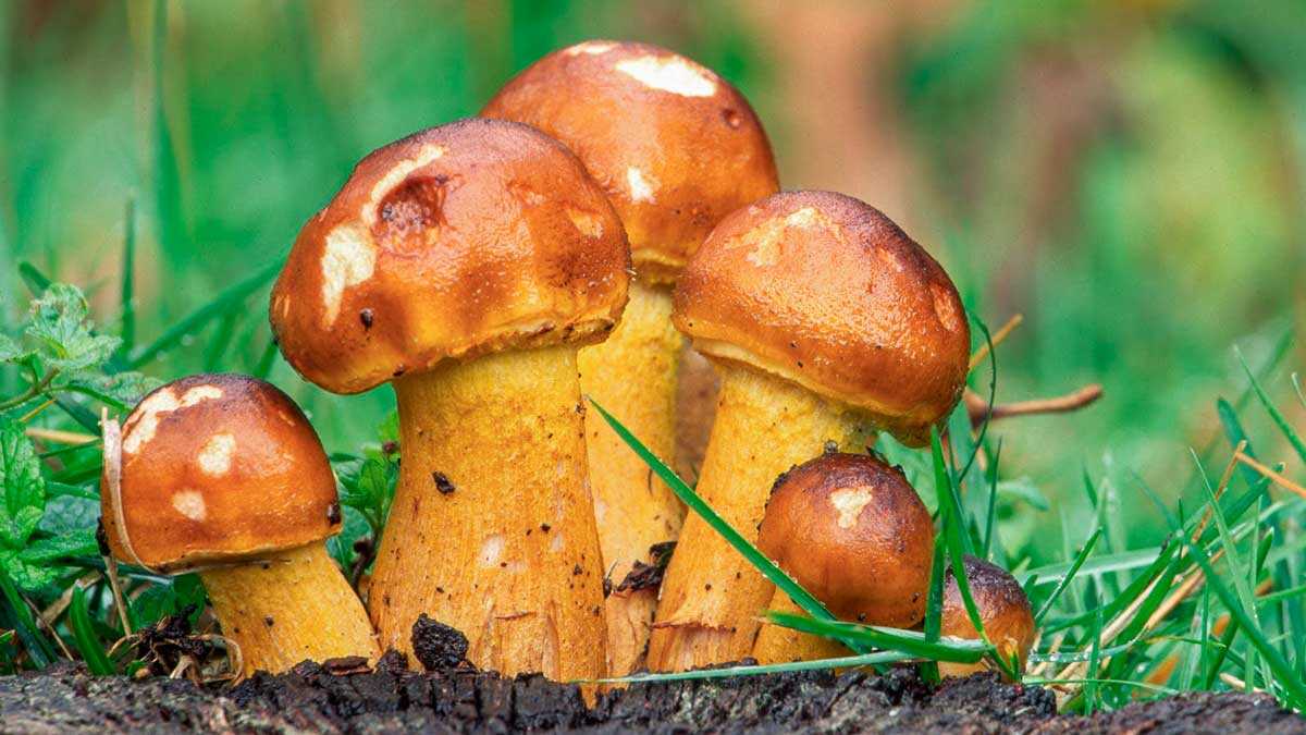 Two Days Among Mushrooms and Forests: What to Expect from the Sierra de Albarracín Mycological Days